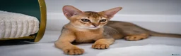 Abyssinian cats for sale: Stunning Wild Ruddy Abyssinian|TICA|Super friendly - Advert 19