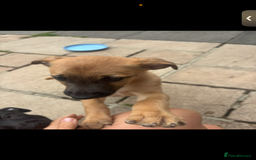 Lurcher dogs for sale: Last Dog! Male Lurcher Tan pup, last one to go!  - Image 4