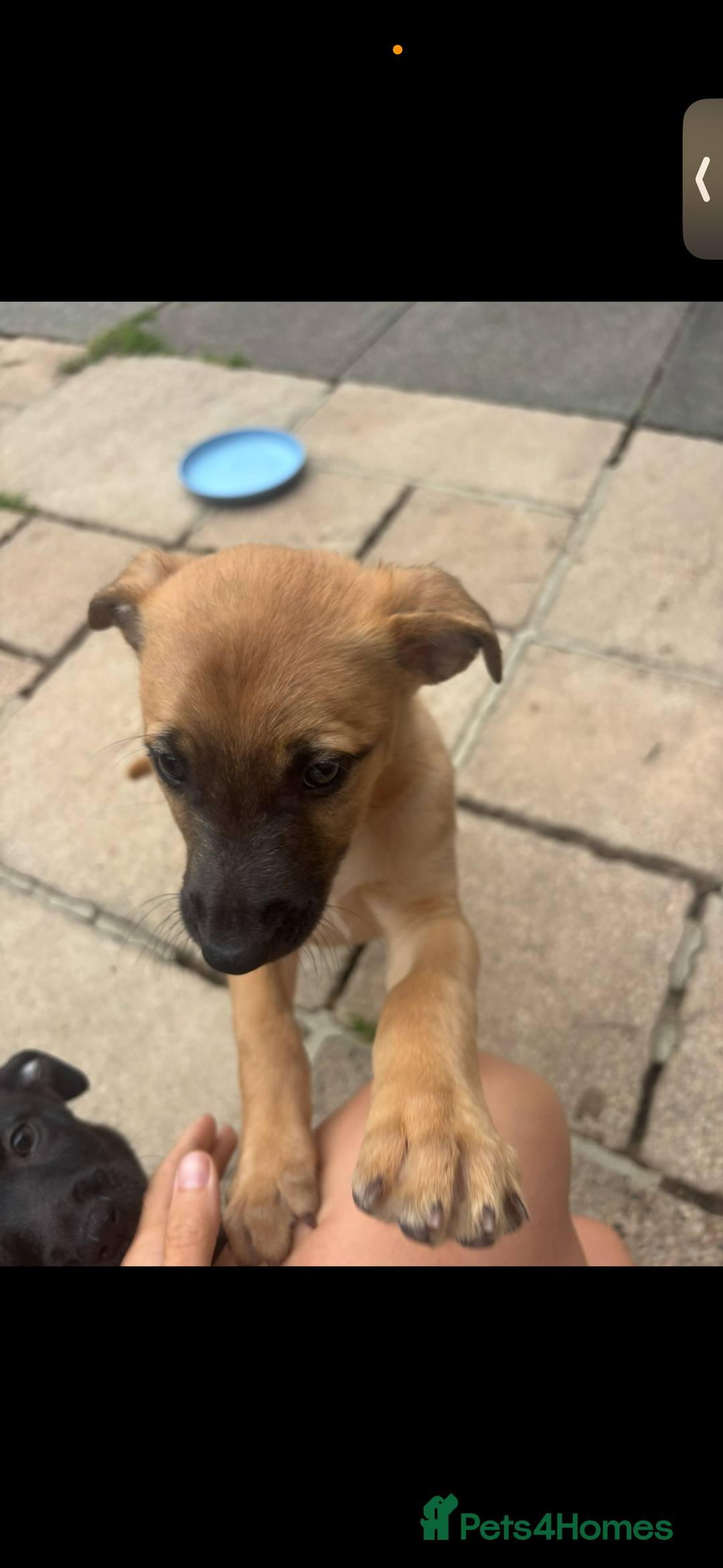 Lurcher dogs for sale: Last Dog! Male Lurcher Tan pup, last one to go!  - Image 4