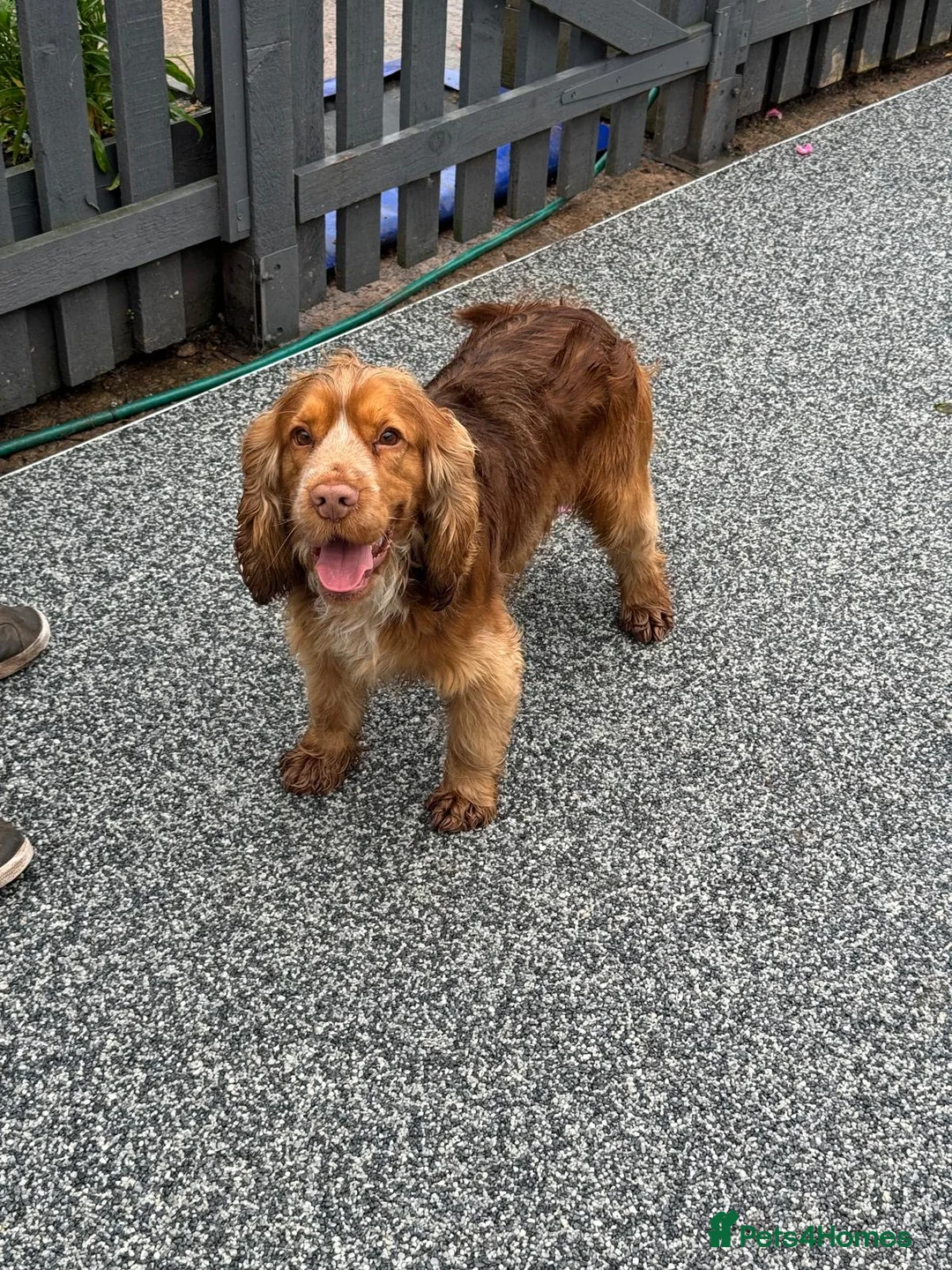 Cocker Spaniel dogs for stud: A sable kc reg show type cocker spaniel stud in Market Drayton - Advert 8