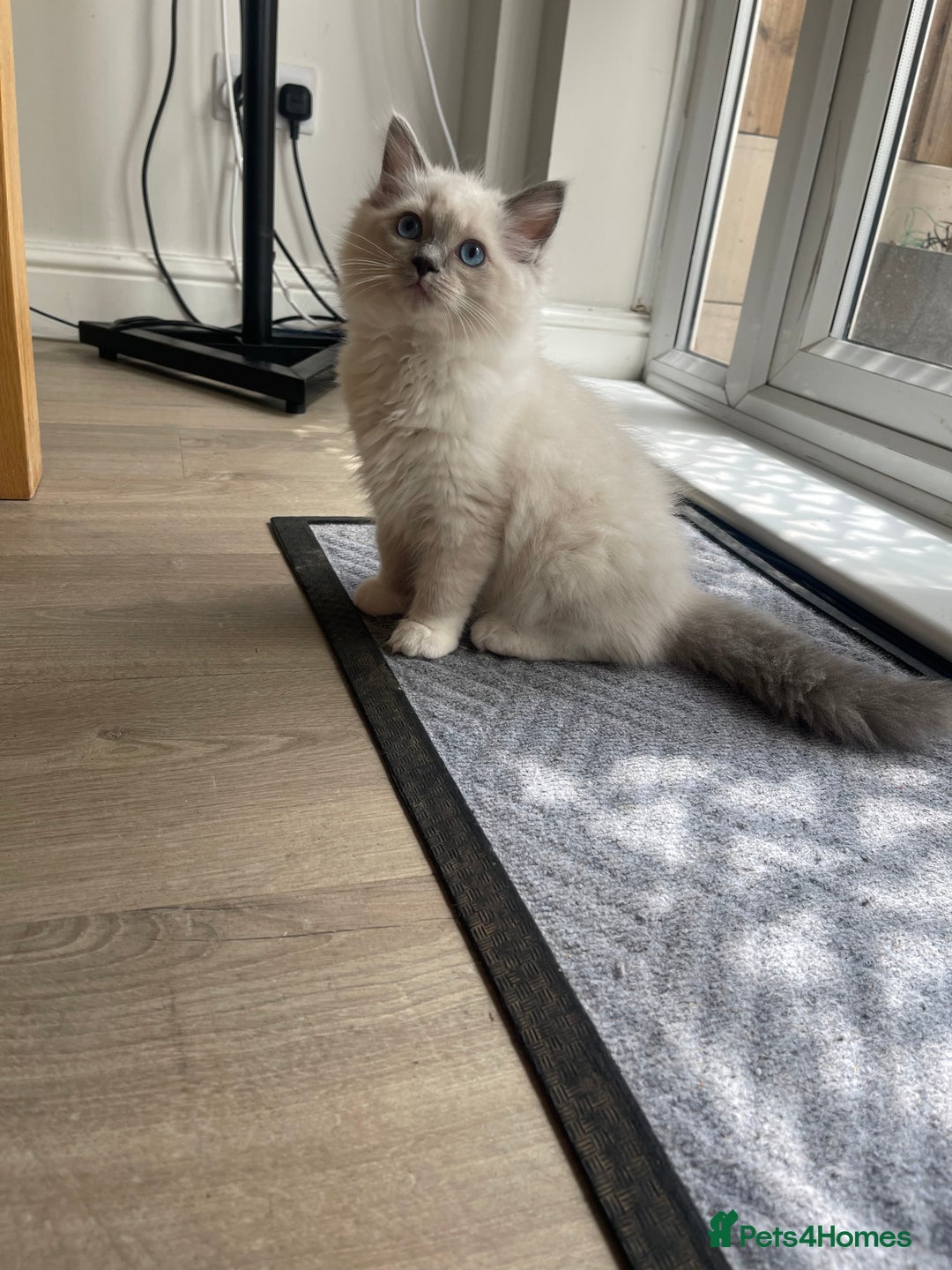 Ragdoll cats for sale: Female kitten become available! Pure Ragdoll in Derby - Image 33