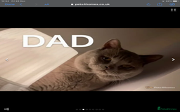 British Shorthair cats for sale: 3 year old very social cat - Image 6