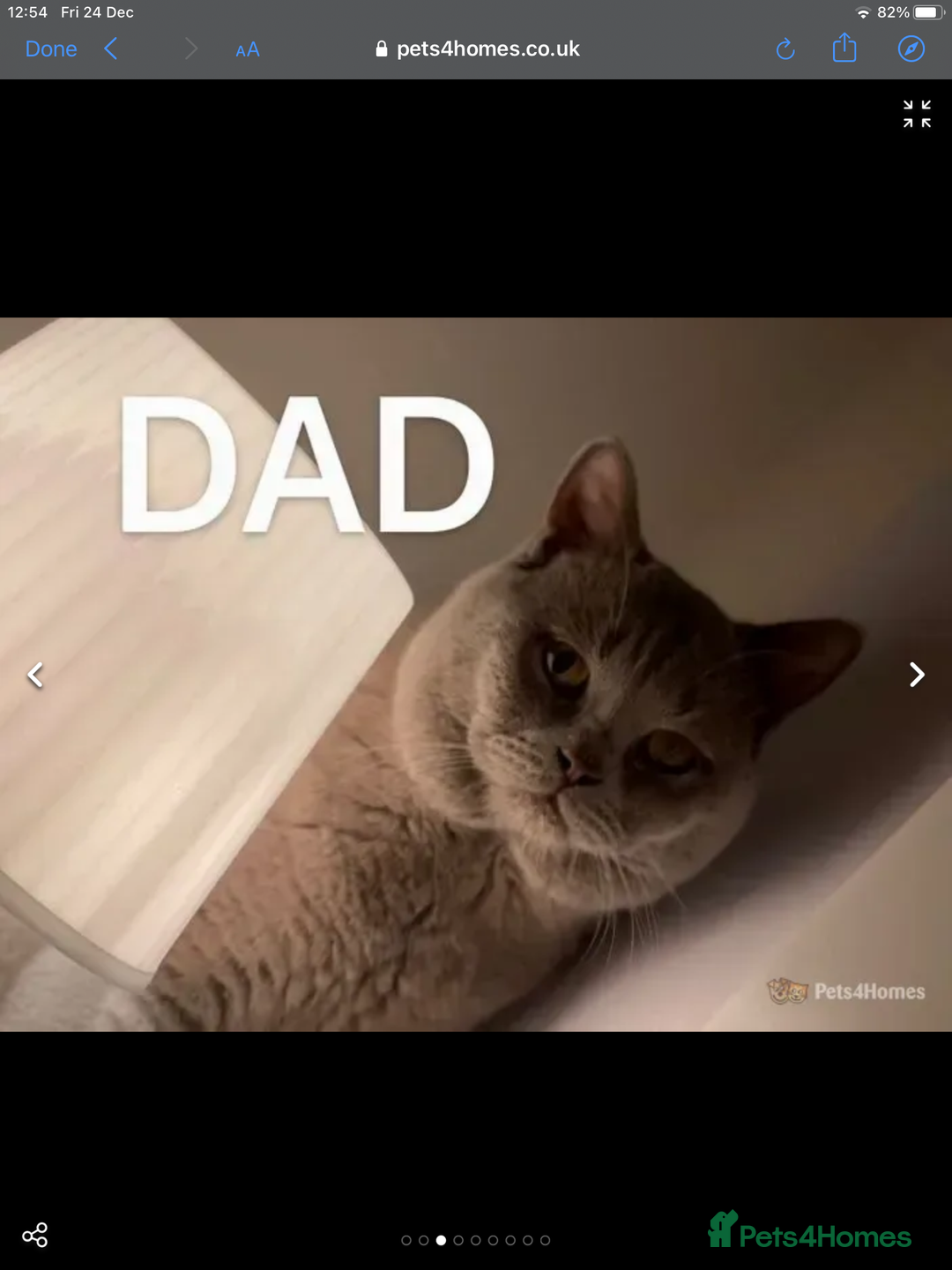 British Shorthair cats for sale: 3 year old very social cat - Image 6