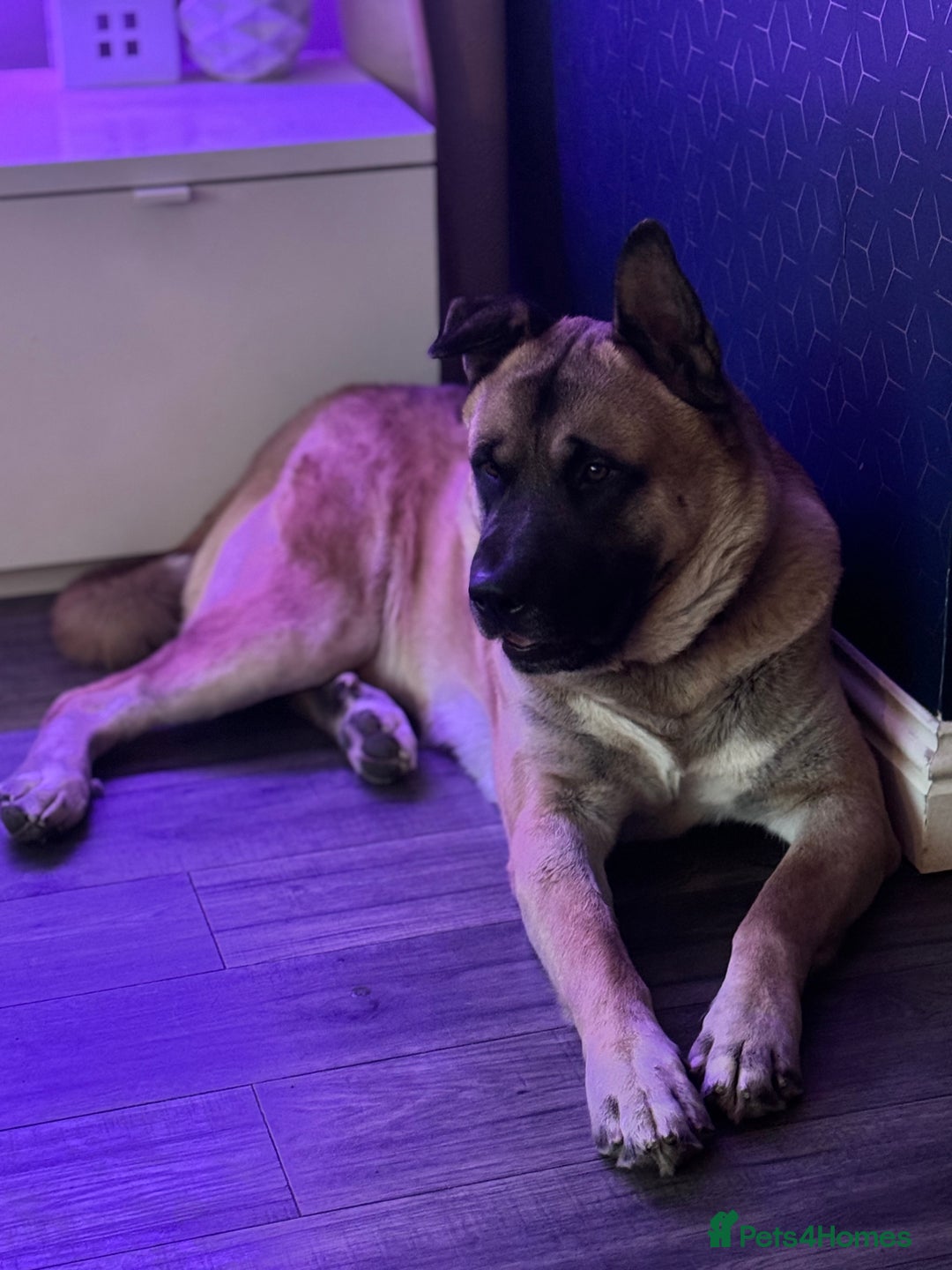 Mixed Breed dogs for sale: 3.5 year old Akita male - Advert 5