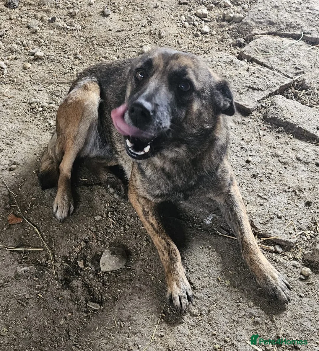 Mixed Breed dogs for adoption: 🌸 🐾 LIANA – a Lovely Girl for a Loving Home 🐾🌸 - Advert 6