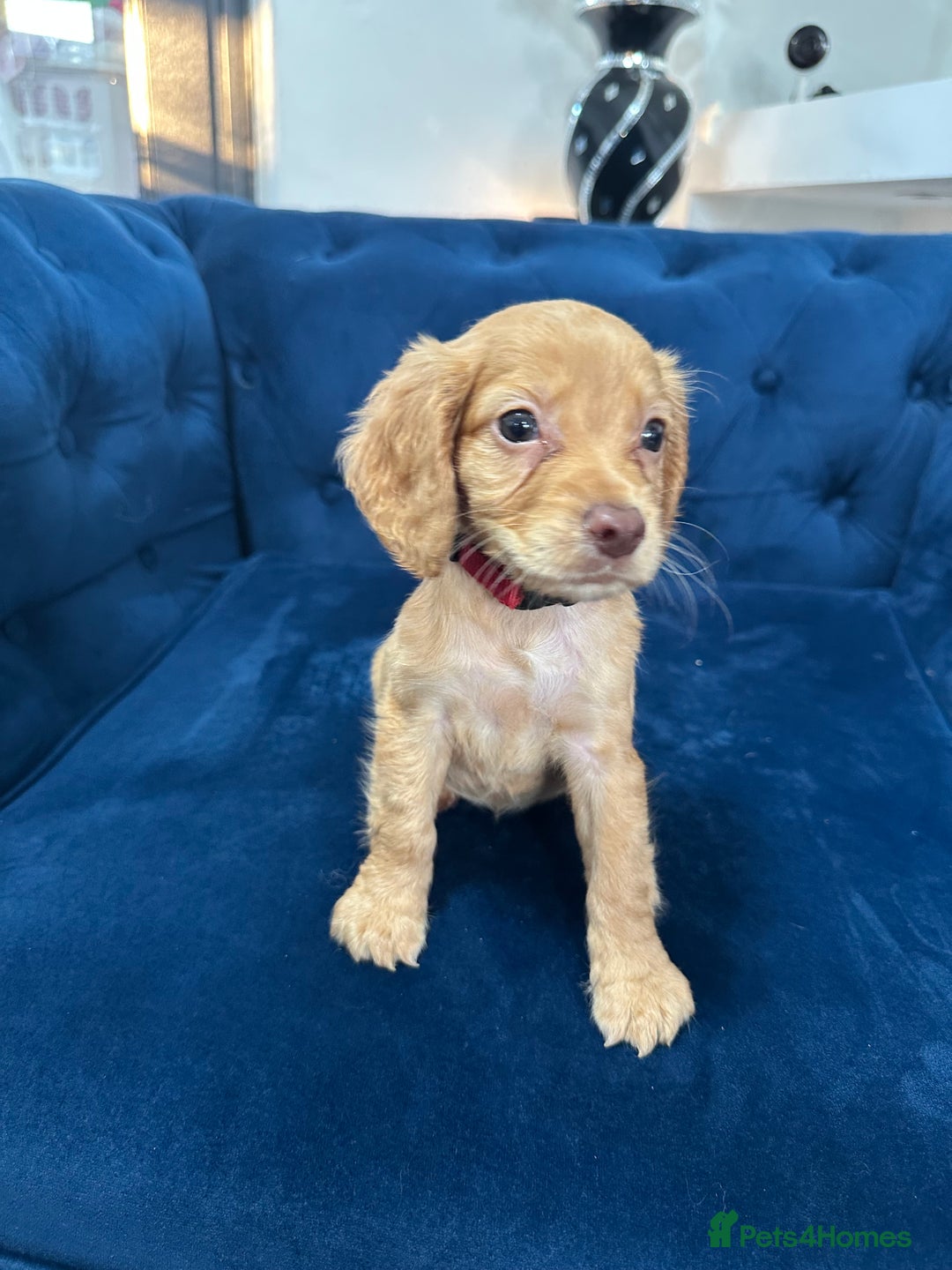 Cocker Spaniel dogs for sale: Beautiful litter of cocker spaniel pups 4 left  - Image 9
