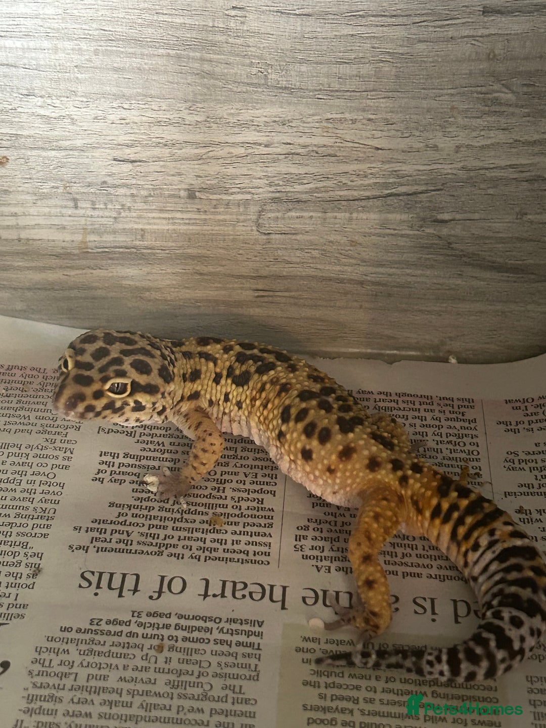 Leopard Gecko reptiles for sale: 1 male yellow leopard gecko with viv  - Image 4