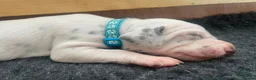 Dalmatian dogs for sale: Exceptional KC Liver Spotted Dalmatian Puppies in Worcester - Advert 15