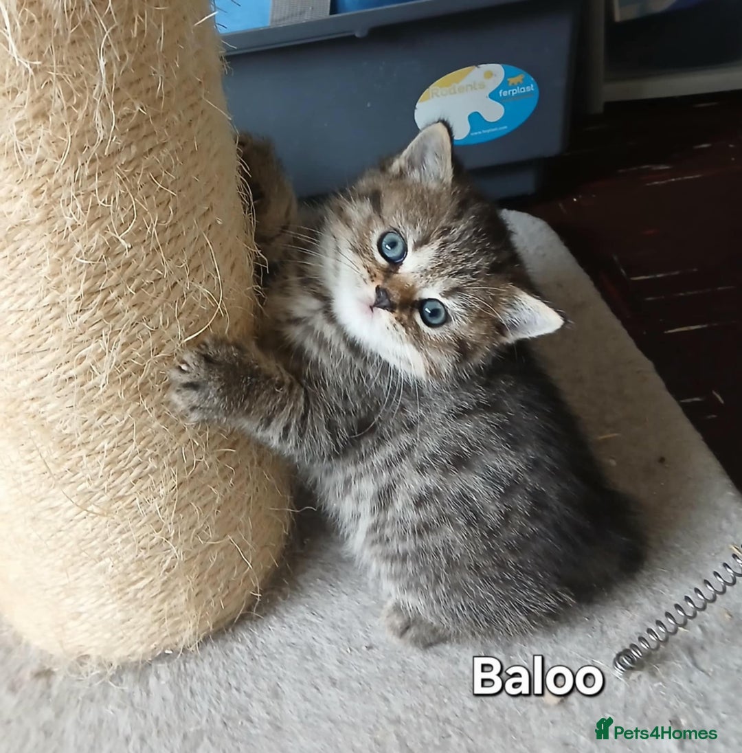 British Shorthair cats for sale: Bsh and Scottish straight mix - Image 6