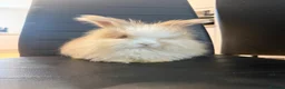 Angora rabbits for sale: Pure bred Angora babies - Advert 4