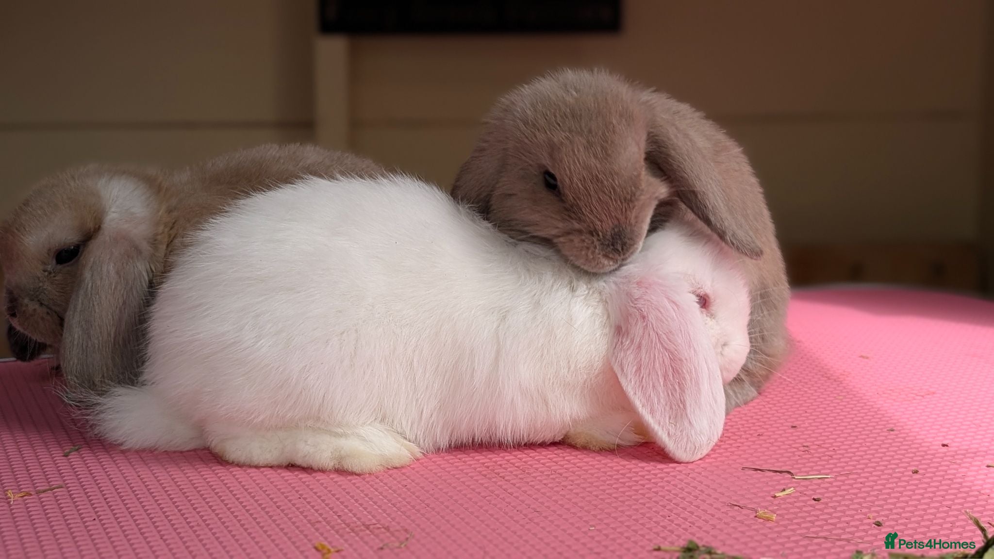Mini Lop rabbits Mini lops shoe lines - Advert 2