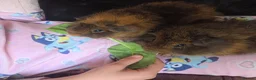 Guinea Pig rodents for sale: Baby guinea pigs, 1 girl, 1 boy - Advert 14
