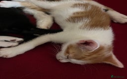 Mixed Breed cats for sale: Ginger and white kitten ready to find forever home - Image 1