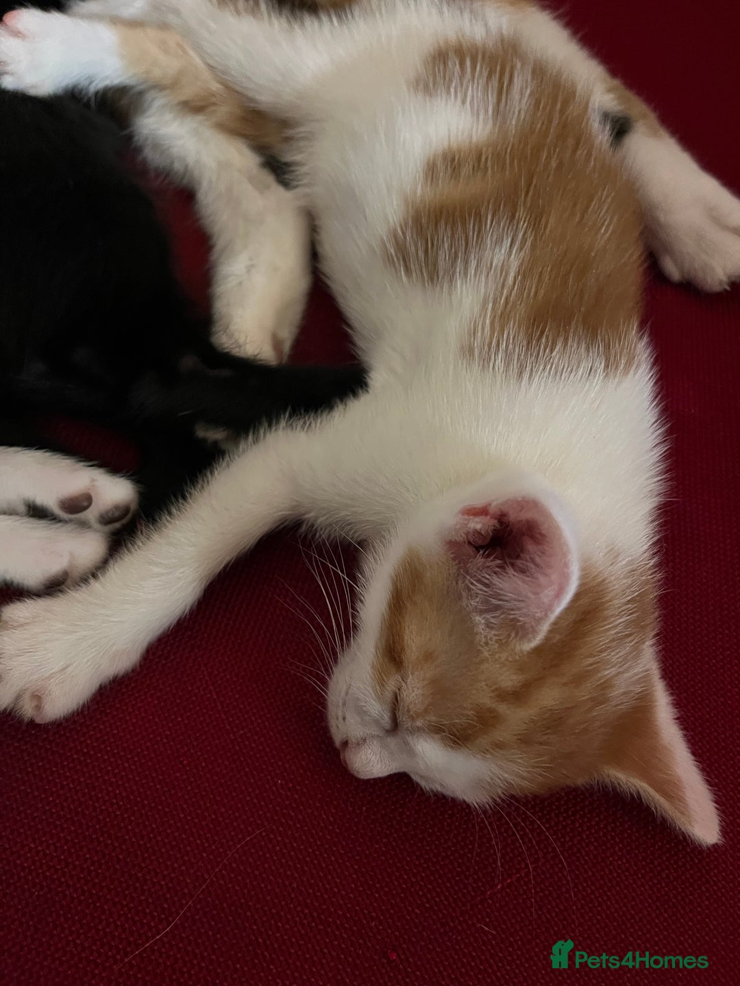 Mixed Breed cats for sale: Ginger and white kitten ready to find forever home - Image 1