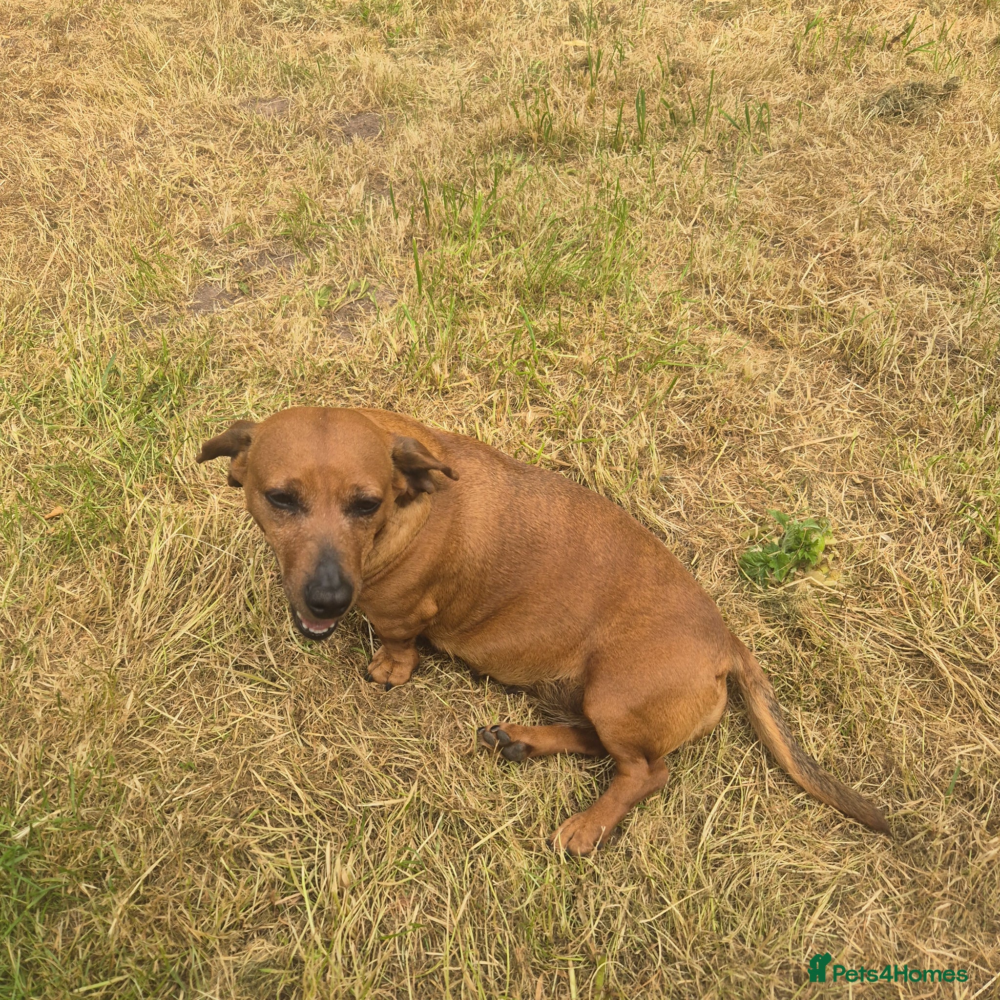 Miniature Dachshund dogs Beautiful Female Red Minature Daschund  - Advert 1
