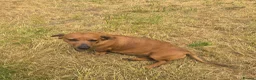 Miniature Dachshund dogs for sale: Beautiful Female Red Minature Daschund  - Advert 1