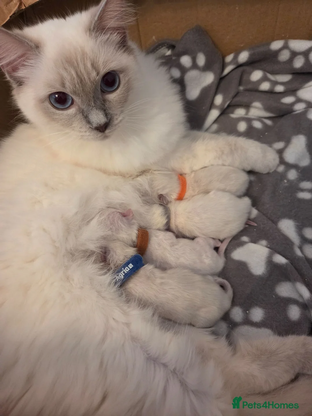 Ragdoll cats for sale: 🏆GCCF REG. EXTENSIVELY TESTED RAGDOLL KITTENS 🌟 - Advert 28