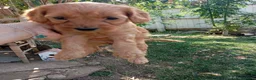 Cockapoo dogs for sale: Cockapoo puppies - Advert 14