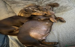 Miniature Dachshund dogs for sale: Chocolate Tan/dapple Miniature Dachsund - Image 4