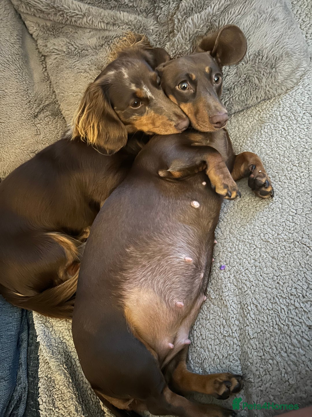 Miniature Dachshund dogs for sale: Chocolate Tan/dapple Miniature Dachsund - Image 4