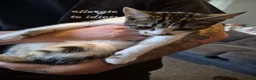 Mixed Breed cats for sale: Beautiful tabby girl  - Advert 5