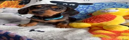Miniature Dachshund dogs for sale: KC Mini Dachshund.  - Advert 18