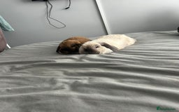 Mini Lop rabbits for sale: 2 female 1 male to be rehomed  - Image 9