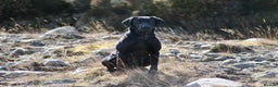 Labrador Retriever dogs for stud: Proven, KC Registered & Fully Health Tested in Laurencekirk - Advert 3