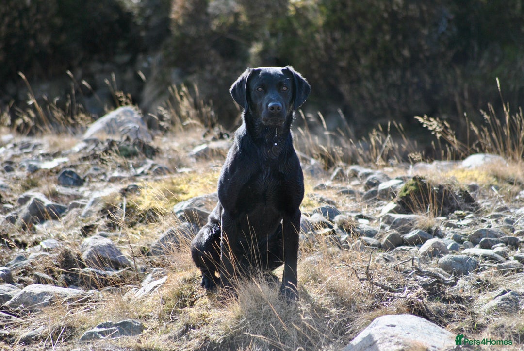 Labrador Retriever dogs for stud: Proven, KC Registered & Fully Health Tested in Laurencekirk - Advert 3