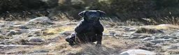 Labrador Retriever dogs for stud: Proven, KC Registered & Fully Health Tested in Laurencekirk - Advert 3