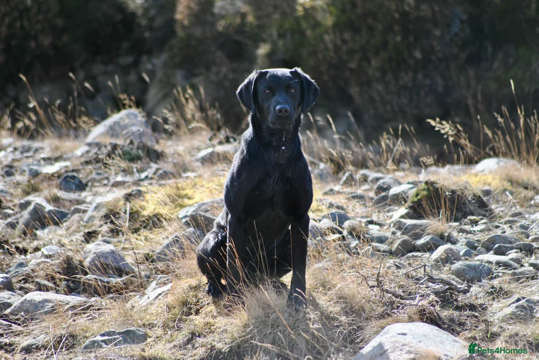Labrador Retriever dogs for stud: Proven, KC Registered & Fully Health Tested in Laurencekirk - Advert 3