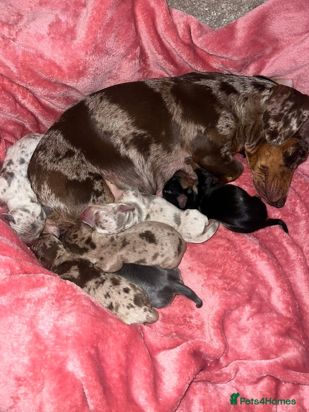 Miniature Dachshund dogs for sale: 💙KC REG💕💕💓Miniature dachshund 💙 - Advert 1