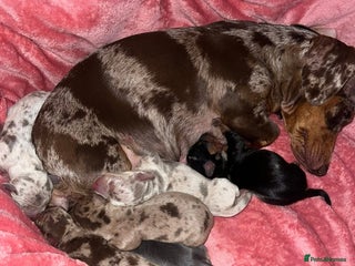 Miniature Dachshund dogs 💙KC REG💕💕💓Miniature dachshund 💙 - Advert 1