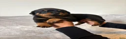 Rottweiler dogs for sale: Rottweiler Puppies 🏆 (IMP bloodline) - Advert 15