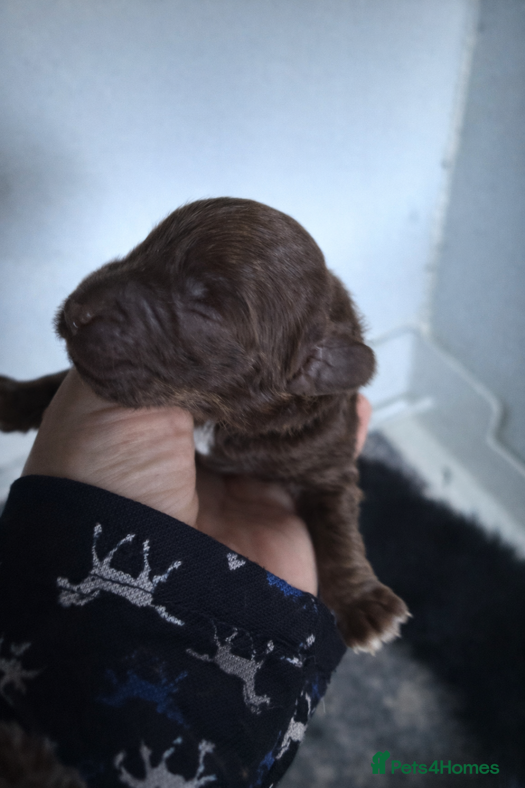 Cockapoo dogs for sale: Stunning Toy Cockapoo pups- health tested - Advert 4