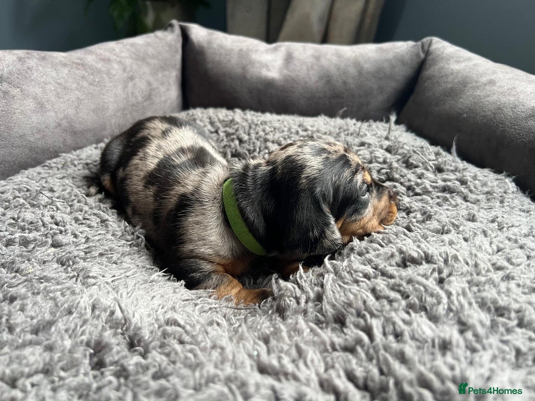 Miniature Dachshund dogs for sale: Miniature dachshund mix priced  - Image 8