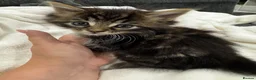 Bengal cats for sale: Bengal x Maine Coon Kittens - Advert 12