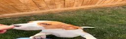 Beagle dogs for sale: Loving beagle female looking for new home 🐾🤎 - Advert 5