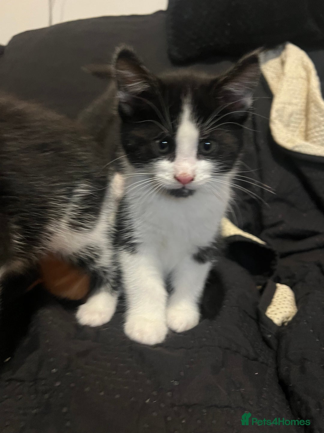 Mixed Breed cats for sale: Maine coon mix for sale - Advert 17