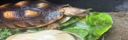 Tortoise reptiles for sale: Derek and Dave  in Ashford - Advert 4