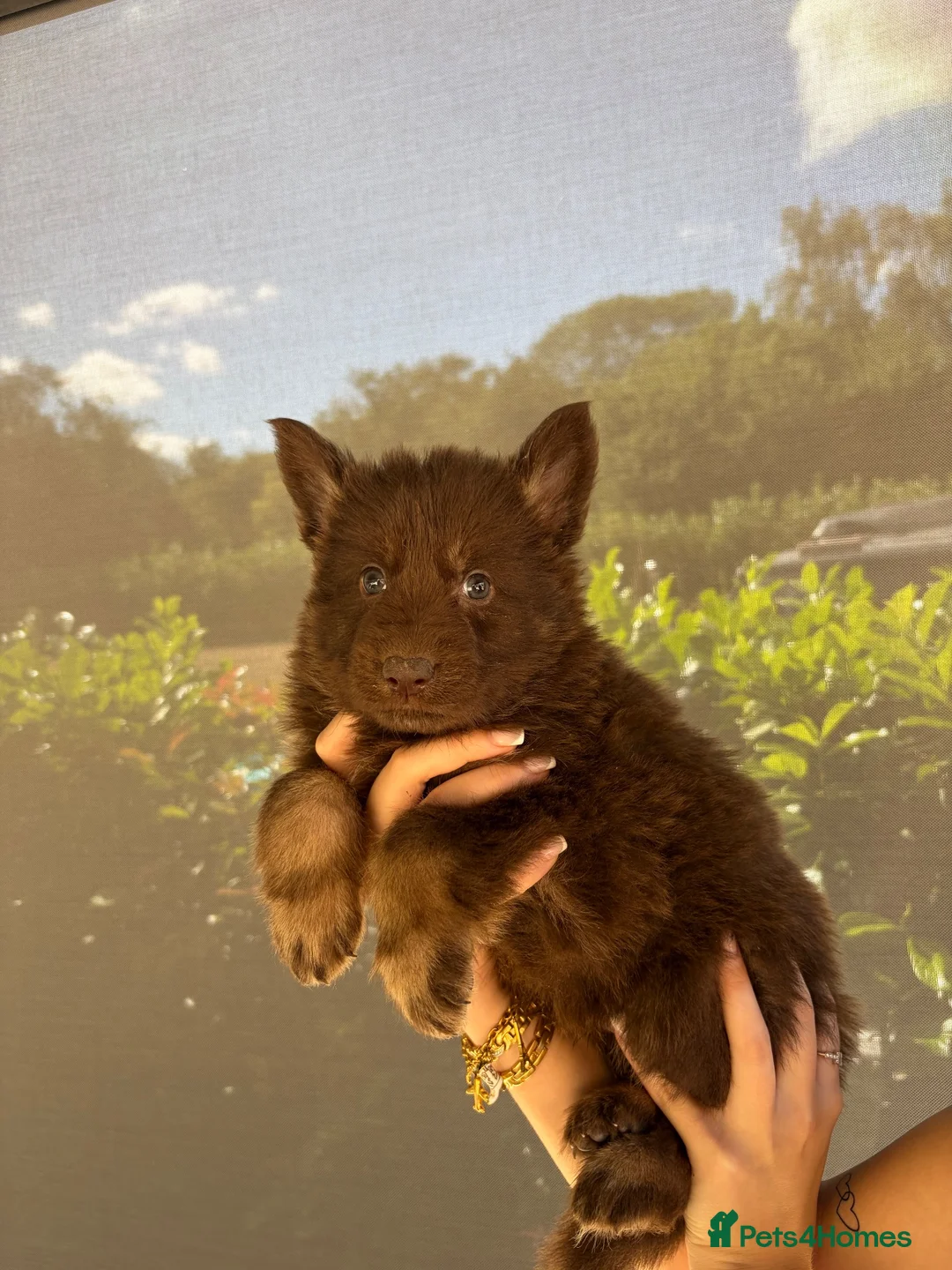 German Shepherd dogs for sale: 6 beautiful male German shepherd puppies for sale  - Advert 2