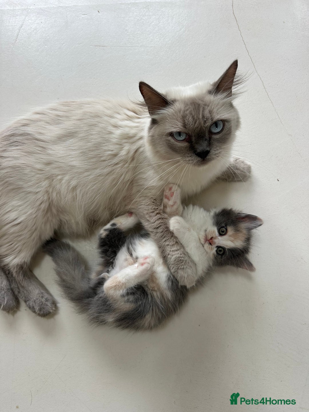 Ragdoll cats for sale: Gorgeous half pedigree Ragdoll kittens - Image 13
