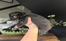 French Bulldog dogs for sale: French bulldog pups  - Advert 2