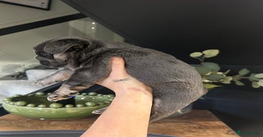 French Bulldog dogs French bulldog pups  - Advert 3