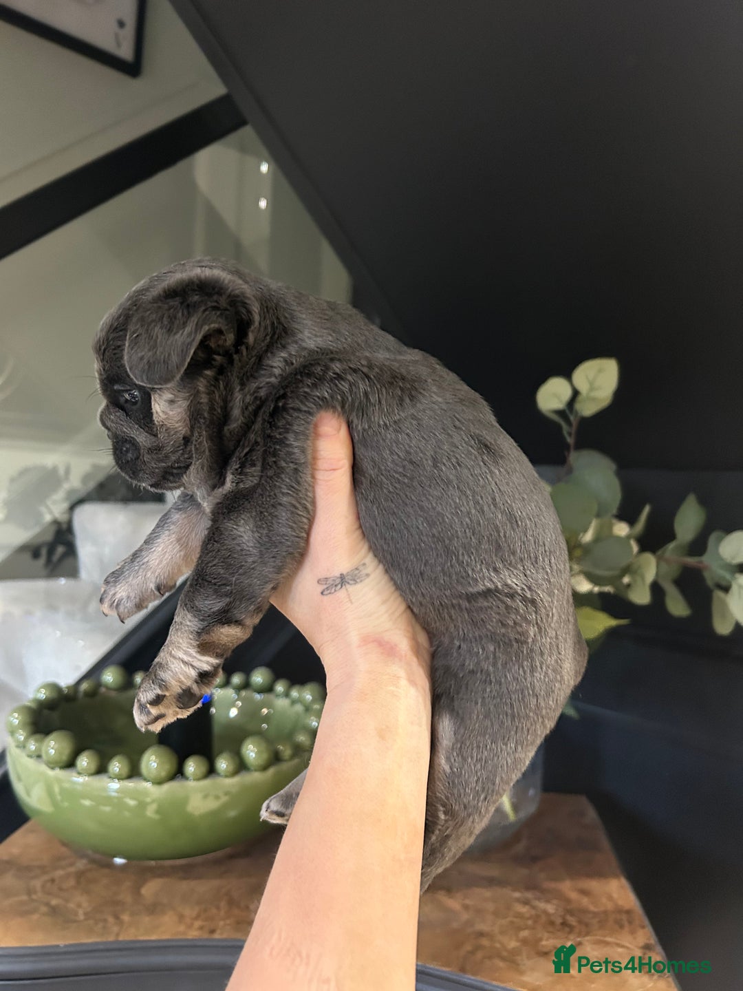 French Bulldog dogs for sale: French bulldog pups  - Advert 2