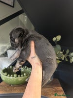 French Bulldog dogs French bulldog pups - Advert 3