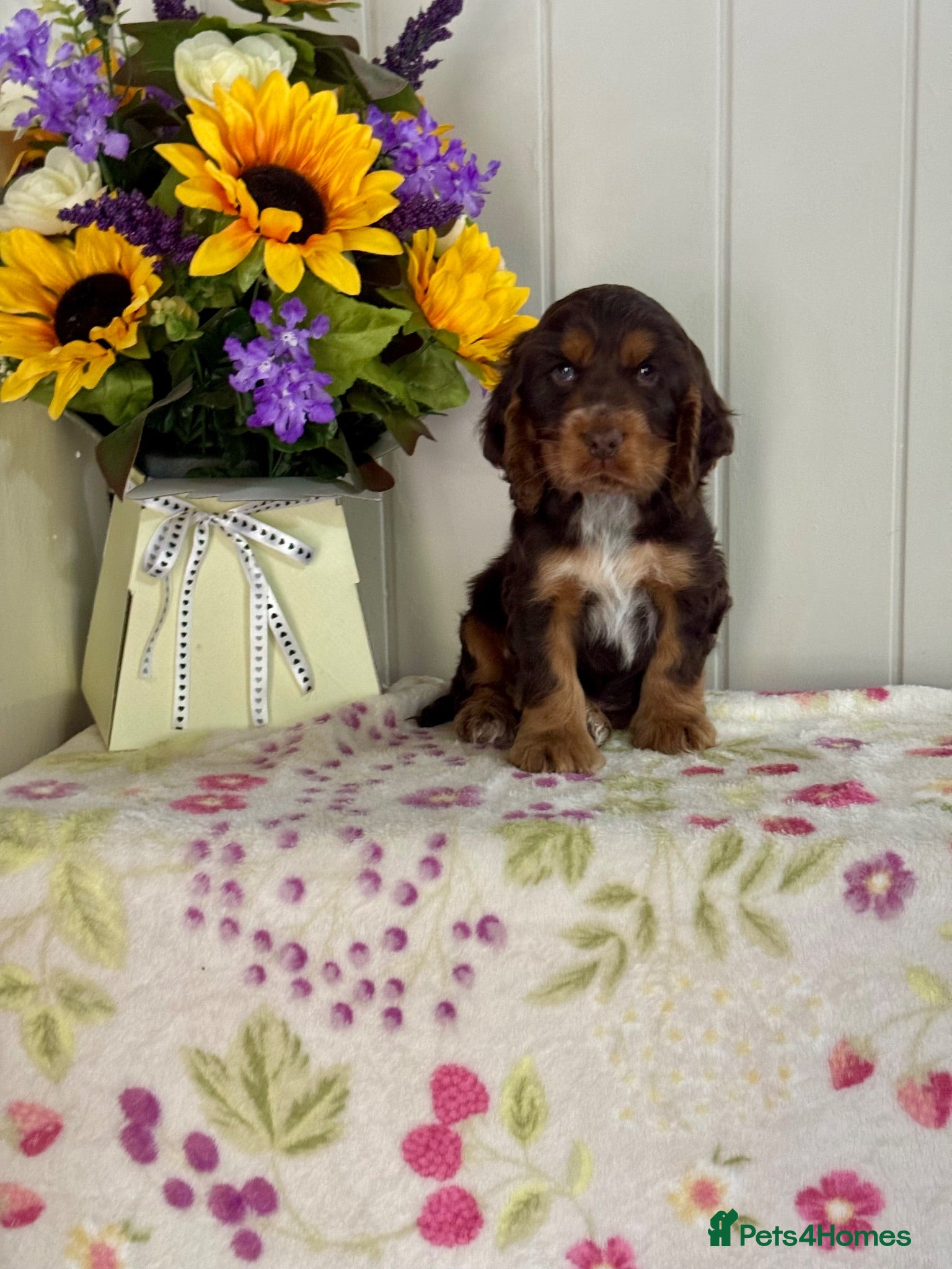 Cocker Spaniel dogs 4 kc reg show cocker spaniel puppies - Advert 1