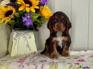 Cocker Spaniel dogs 4 kc reg show cocker spaniel puppies - Advert 1