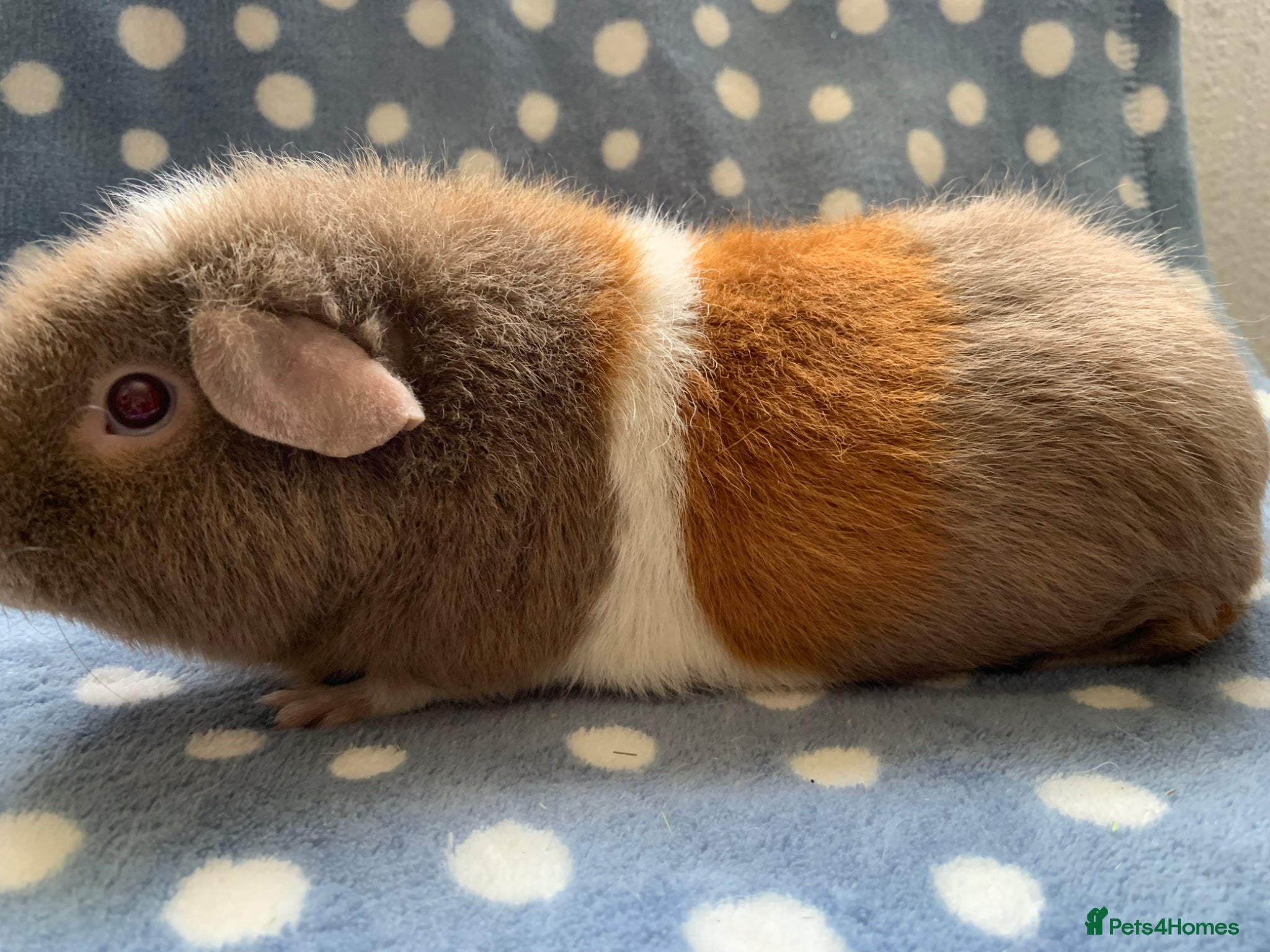 Guinea Pig rodents Beautiful female teddy available  - Advert 1