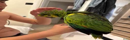 Parrots birds for sale: Stunning blue fronted Amazon  - Advert 6